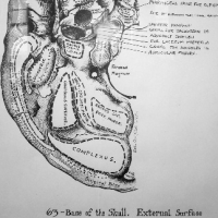 Base of Skull